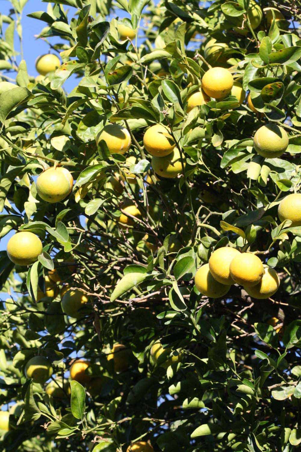              Habit (Riverside, CA)       